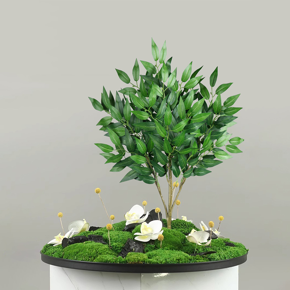 42-64 cm di altezza piante di  - Dracaena Marginata recensione e prezzo