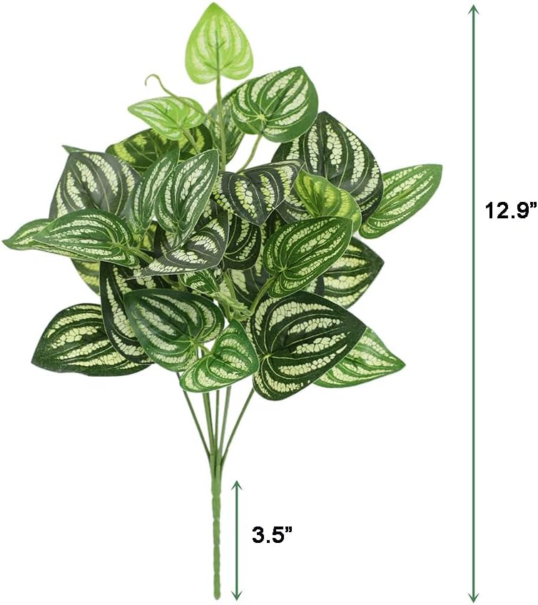5 pezzi anguria peperomia pian - Peperomia Watermelon recensione e prezzo